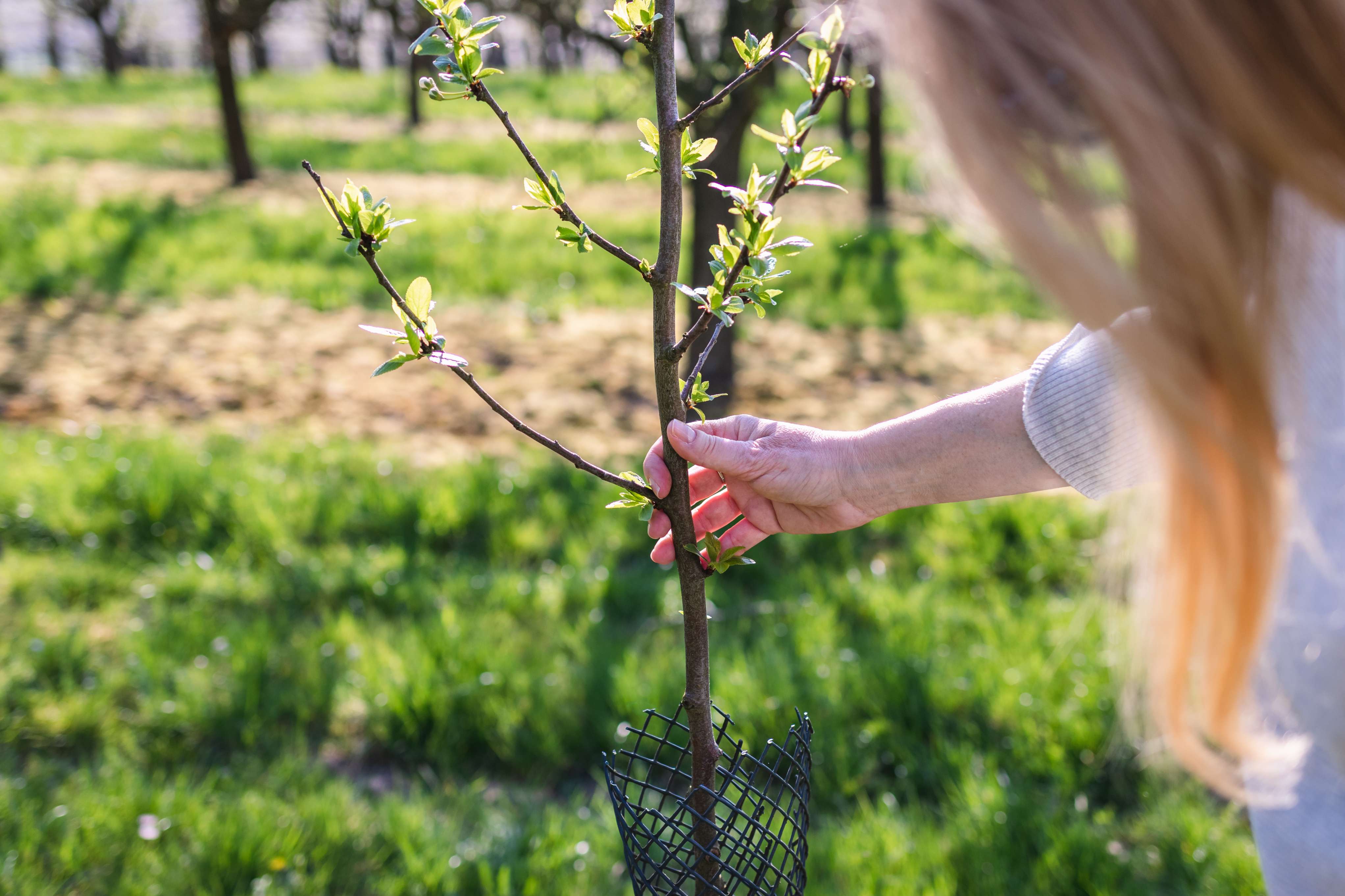 which-fruit-trees-grow-naturally-in-the-desert